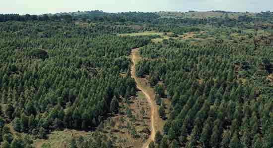 Plantation de 17 500 arbres en Ouganda